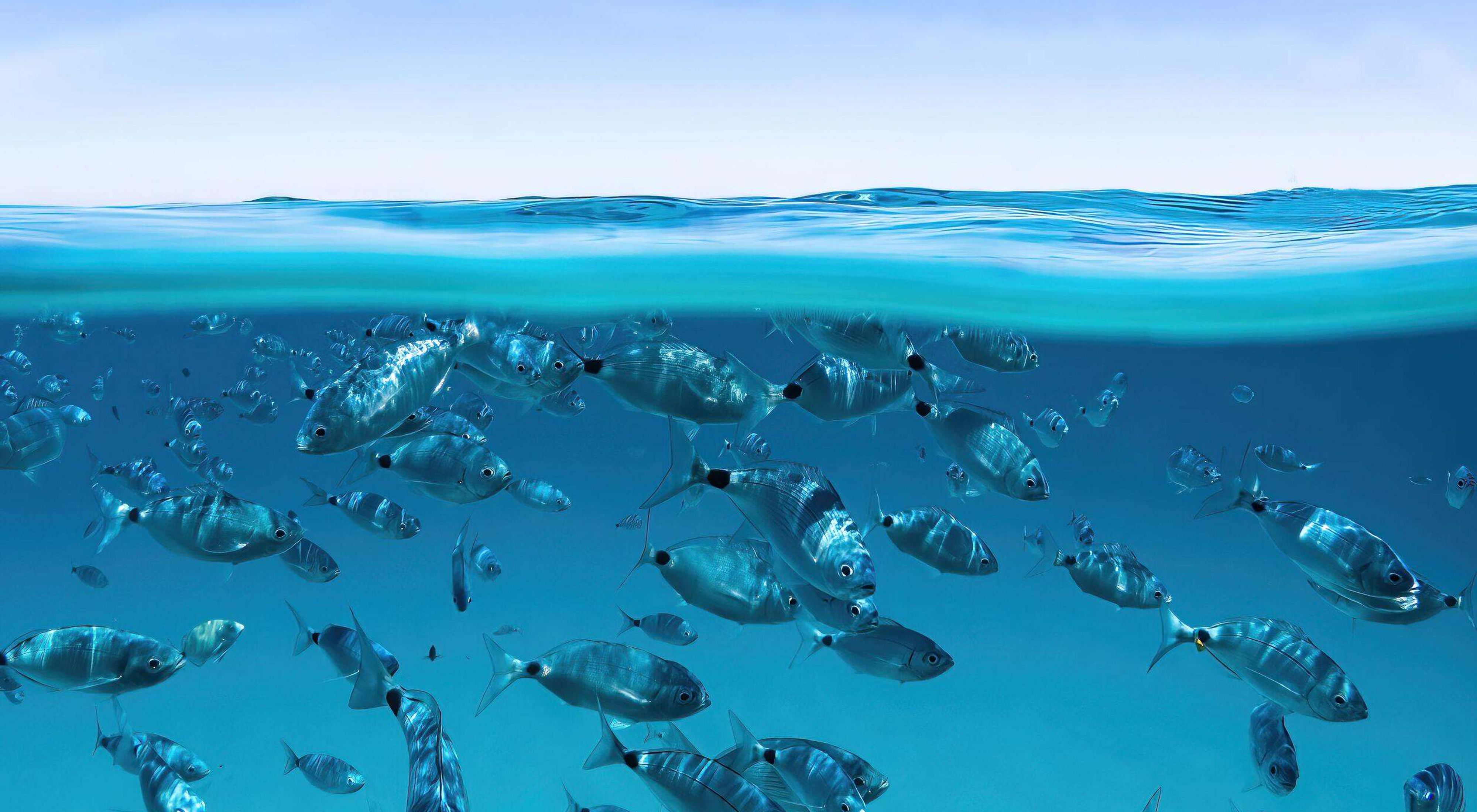 Ocean Conservation
